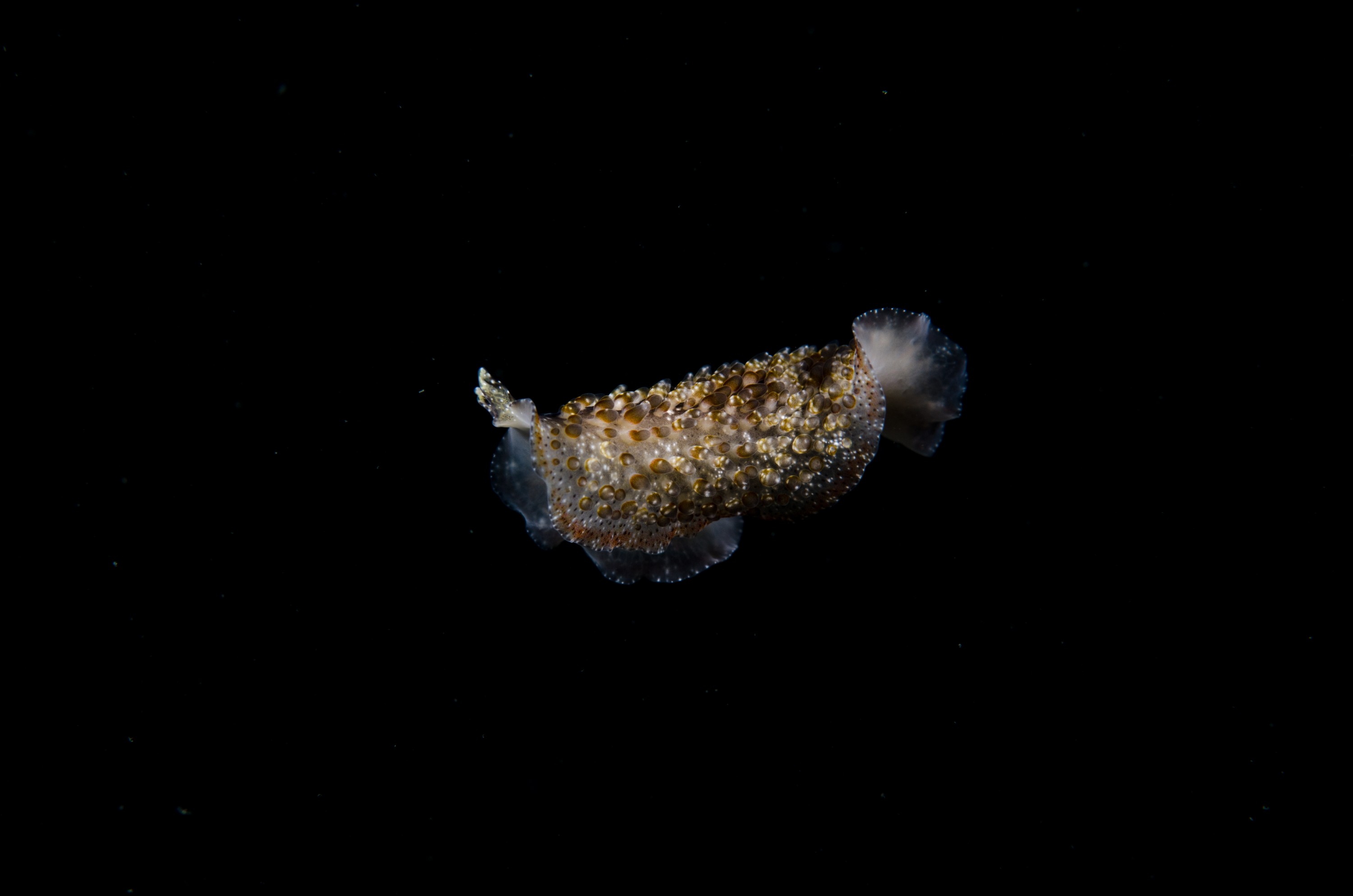 DSC_5896 – crispin, nz, new, zealand, new zealand, Flatworm, Thysanozoon, brochii, marsden, cove, marina
